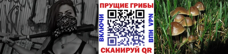 Галлюциногенные грибы GOLDEN TEACHER  Старая Купавна 